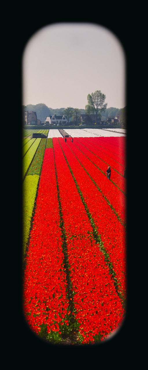 Field of View - Window VI