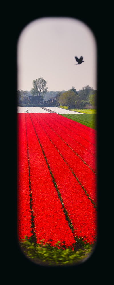 Field of View - Window VIII