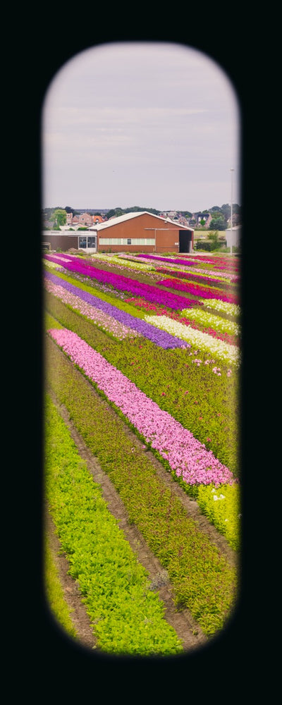 Field of View - Window IX