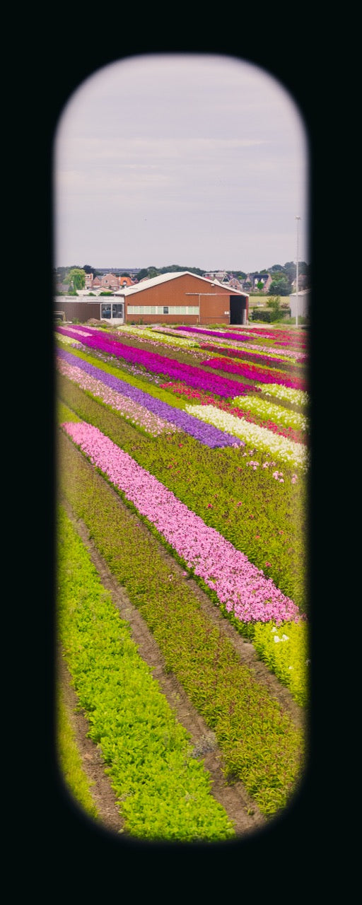 Field of View - Window IX