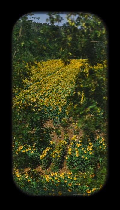 Fine-art print: a sunflower field seen from a moving train window between Marseille and Paris, framed by blurred green foliage with the rounded edges of the train window visible.