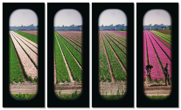 Field of View - Set of 4 (Windows XXXVII-XXXX)