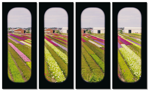 Field of View - Set of 4 (Windows IX-XII)