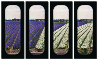 Field of View - Set of 4 (Windows XXI-XXIV)