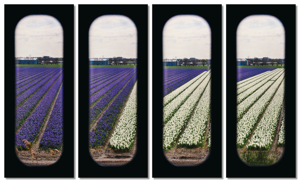 Field of View - Set of 4 (Windows XXI-XXIV)