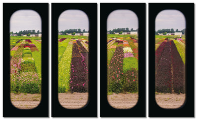 Field of View - Set of 4 (Windows XXXIII-XXXVI)