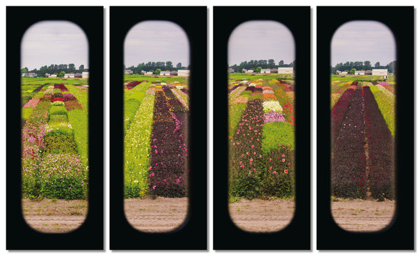 Field of View - Set of 4 (Windows XXXIII-XXXVI)